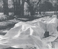 Winter Protection Fabric - Contact us in Willacoochee, Georgia, for geotextile, erosion control, weed control, and nursery products.